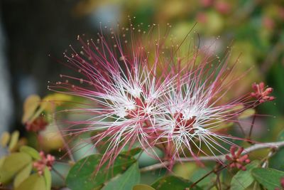 Close-up of flower plant