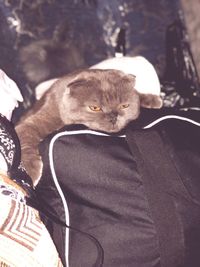 Close-up of cat resting on floor