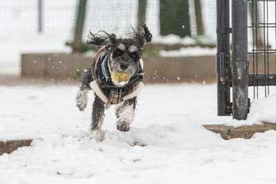 Dog running on snow covered landscape