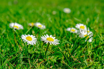 Close-up of white daisy flowers on field