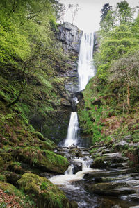 Scenic view of waterfall in forest