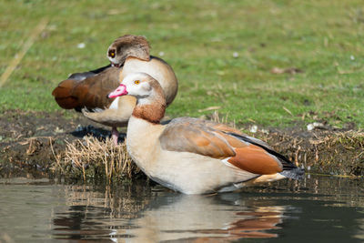 View of duck in lake