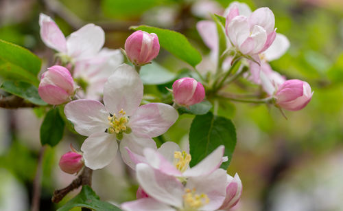 Close-up of pink flowering plant