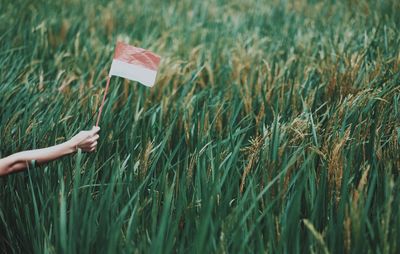 Cropped hand holding flag over plants