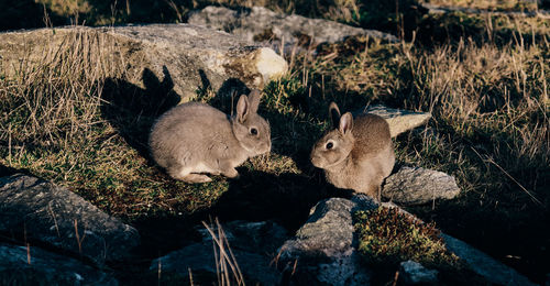 Close-up of rabbits on rock