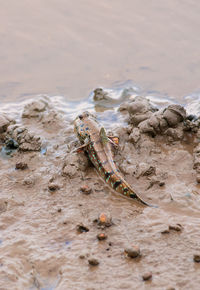 Close-up of lizard on sand at beach