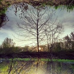 Reflection of trees in lake