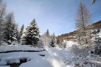 Snow covered trees against sky