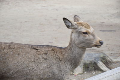 Close-up of deer on land