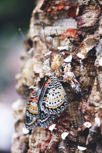 Close-up of butterfly