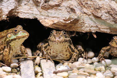 Close-up of turtle on rock