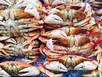 Close-up of fish for sale in market