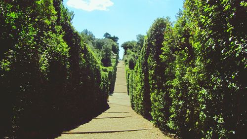 Walkway leading towards trees