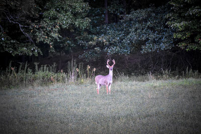 Dog on a field