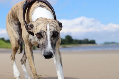 Portrait of dog on beach against sky