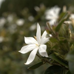 Close-up of orange flower