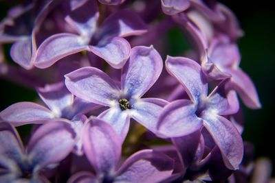 Close-up of purple flowering plant