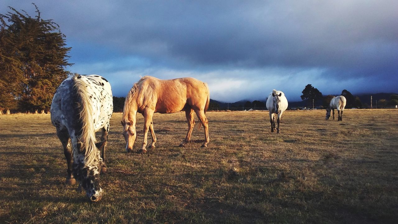 animal, livestock, mammal, animal themes, group of animals, domestic animals, domestic, field, vertebrate, pets, land, sky, cloud - sky, grass, plant, animal wildlife, nature, horse, landscape, agriculture, herbivorous, no people, outdoors