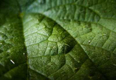 Full frame shot of leaf