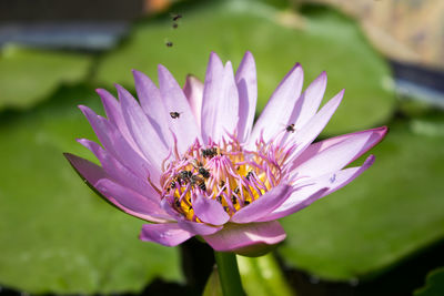 Flies on purple water lily in pond during sunny day