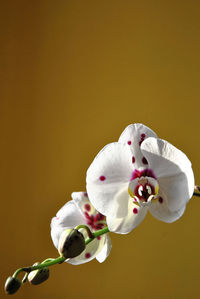 Close-up of white flowers against yellow background