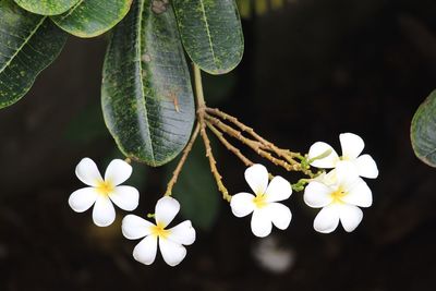 Close-up of white flowering plant