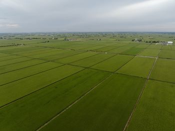 Padi field view from high angle