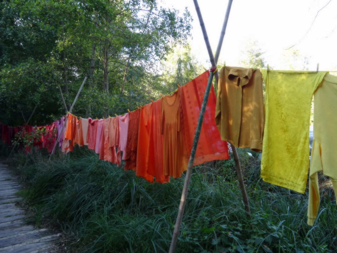 clothesline, plant, hanging, laundry, drying, clothing, tree, nature, day, no people, in a row, multi colored, textile, grass, outdoors, architecture, side by side, clothespin, front or back yard, built structure, clean