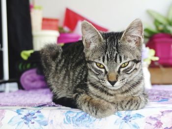 Portrait of cat relaxing on bed at home