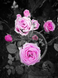 Close-up of pink flowers