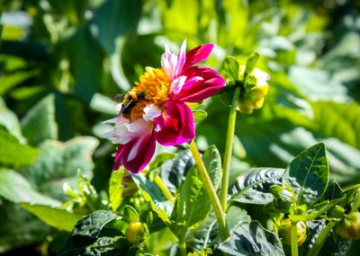 Close-up of bee on flower