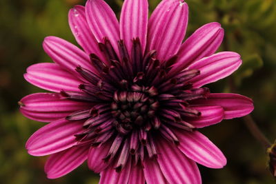 Close-up of pink flower