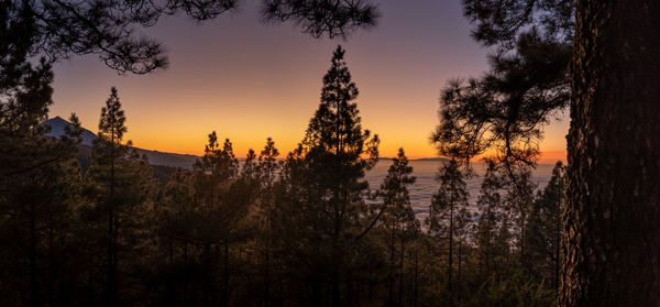 Panoramic view of trees against sky