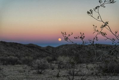 Plants on field against sky during sunset