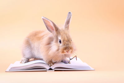 Close-up of book against white background