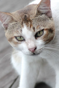 Close-up portrait of cat