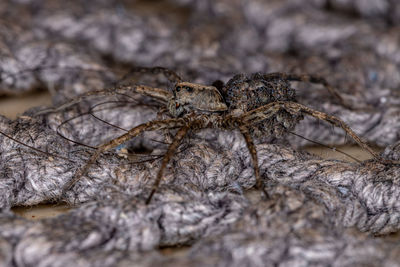 Close-up of spider on wood