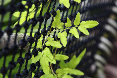 Close-up of berries growing on tree