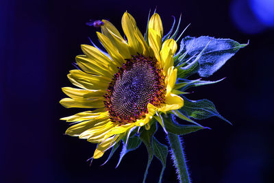 Close-up of sunflower against black background