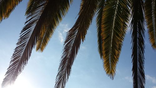 Palm leaves against blue sky