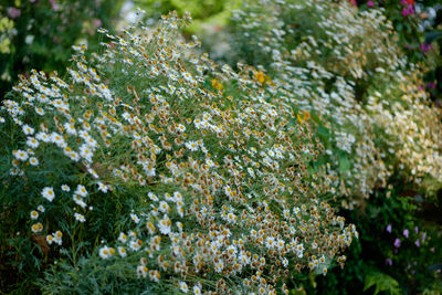 Close-up of white flowering plants on land