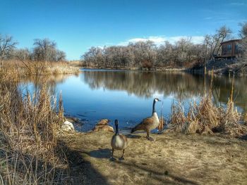Reflection of trees in water