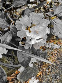 High angle view of dry leaves on field