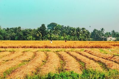 Scenic view of agricultural field against clear sky