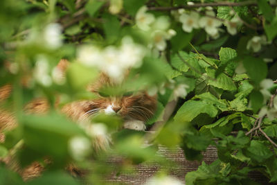 The portrait of red domestic cat looking at the camera through foliage.