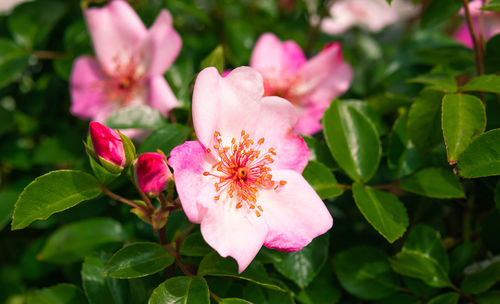 Close-up of pink flowering plant