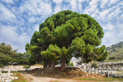 View of trees on landscape against cloudy sky