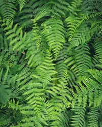 Full frame shot of fern leaves