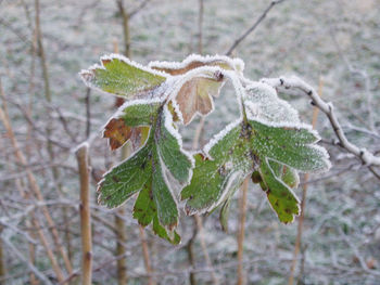 Close-up of frozen leaf on tree during winter