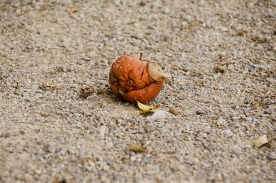 Close-up of crab on sand